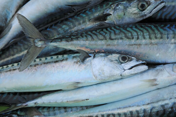 verdel caballa pescado azul fresco en la lonja pescaderia para vender país vasco getaria 4M0A7753-as24