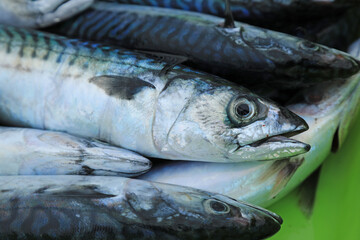 verdel caballa pescado azul fresco en la lonja pescaderia para vender país vasco getaria 4M0A7757-as24