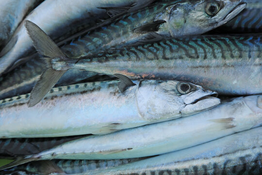 verdel caballa pescado azul fresco en la lonja pescaderia para vender pa&iacute;s vasco getaria 4M0A7753-as24