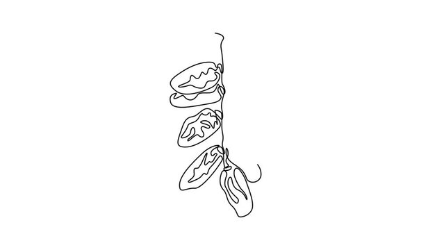 Animated self drawing of continuous line draw of stack healthy sweet organic fruit dates for orchard logo identity. Saudi Arabia fruitage concept for fruit garden icon. Full length one line animation