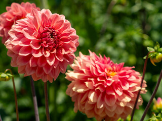 オレンジ色の鮮やかなダリア