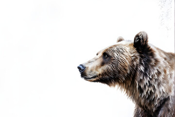 Fototapeta premium Bear in white background