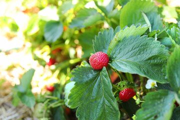 Auf einem Erdbeerfeld reifen zwischen gr&uuml;nen Bl&auml;ttern saftige rote Erdbeeren heran &ndash; bereit zum Selbstpfl&uuml;cken