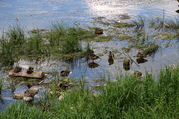 Lake Naroch is the largest lake in Belaru