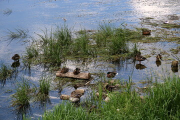 Lake Naroch is the largest lake in Belaru