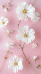 Fototapeta premium White Cosmos Flowers on a Pink Background