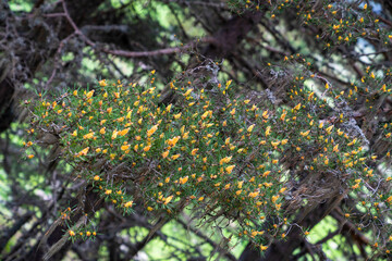 Pine branch with male cone