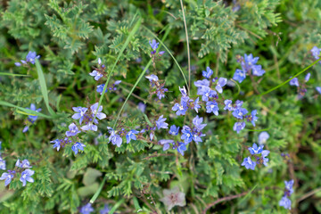 Fototapeta premium Many Polemonium delicatum bloom in spring.