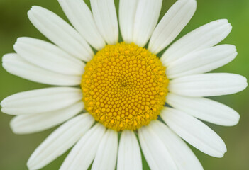 Daisy flower macro on a green