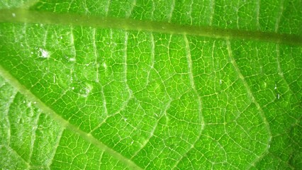 A mesmerizing close-up captures the intricate web of veins on a vibrant green leaf. Soft light enhances its delicate textures, while dewdrops evoke a fresh, natural allure. Nature background.
