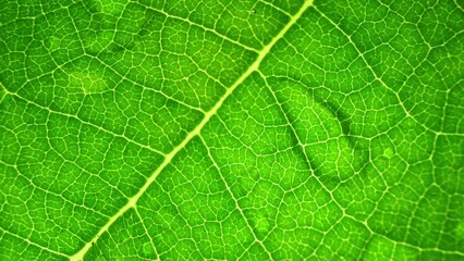 In a stunning close-up, a verdant leaf displays its intricate vein network, bathed in soft light. Its vibrant color and natural textures create a captivating visual symphony. Green leaf background.
