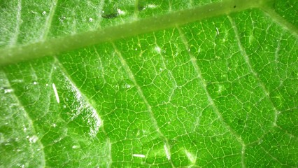 A mesmerizing close-up of a lush green leaf reveals its delicate veins in exquisite detail. Illuminated by gentle light, its vibrant hues and intricate patterns captivate the eye. Nature background.
