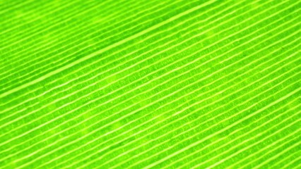 In this close-up, the lush green of a banana leaf pops against the backdrop, unveiling its mesmerizing veins and intricate textures, celebrating nature's artistry. Green background.
