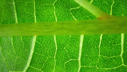 In this close-up, the okra leaf emerges as a masterpiece of greenery, its surface a canvas adorned with intricate veins and tiny dots, a testament to the beauty of botanical design. Green background.
