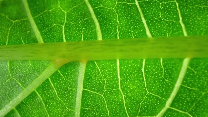 Behold the intricate beauty of okra leaves: a close-up reveals a world of vibrant greens,...