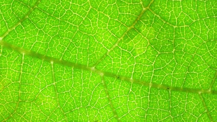 The verdant leaf boasts an intricate web of veins, resembling nature's delicate lacework. Its vibrant hue and fine network create an abstract masterpiece in green. Nature background.
