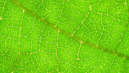 Behold the leaf, a study in green intensity. Veins form a labyrinth, a testament to nature's meticulous craftsmanship. Close-up, a mesmerizing blend of color and pattern. Green leaf background.
