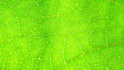 A mesmerizing close-up reveals the intricate veins of a lush green leaf, basking in sunlight. Its...
