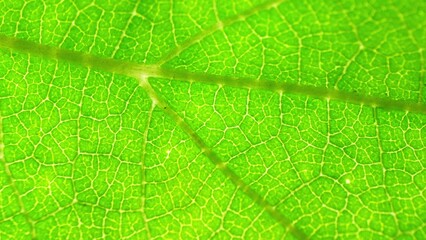 A close-up reveals the mesmerizing complexity of a leaf's veins, a labyrinthine network etched in vibrant green, illuminated by the gentle touch of sunlight. Green leaf background.
