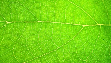 Capture the essence of nature's artistry: a close-up of a green leaf reveals a vibrant tapestry of veins. The central vein commands attention, branching into delicate networks. Green leaf background.
