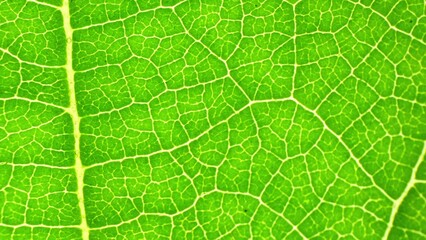Bathed in brilliant light, a green leaf unveils its intricate veins, weaving a tapestry of life's...