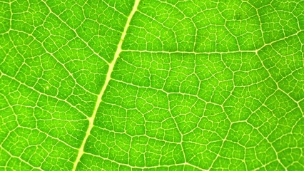 Up close, a green leaf unveils its mesmerizing complexity, with veins weaving an intricate tapestry against a vibrant backdrop, epitomizing nature's exquisite detail. Green background.
