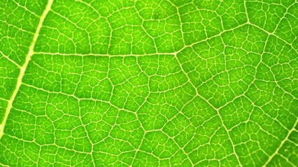 A mesmerizing close-up reveals the intricate network of veins on a vibrant green leaf, showcasing nature's fine craftsmanship in a delicate, web-like pattern. Green leaf background.
