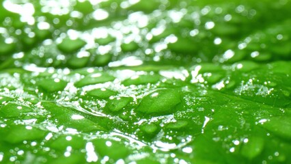 Glistening droplets adorn a lush green leaf, unveiling a mesmerizing network of veins. Light dances upon the surface, igniting its vivid emerald brilliance. Green leaf background.
