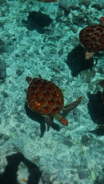 4K vertical: Sea turtles in a natural cave in blue clear water, Indian ocean, Zanzibar, Tanzania