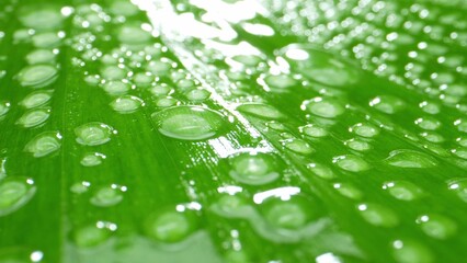 A close-up of a banana leaf adorned with glistening water droplets, unveiling its intricate texture under the play of light. A vibrant depiction of nature's elegance. Green background.
