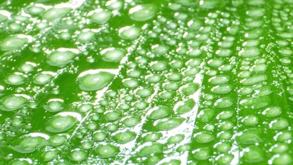 Envision a banana leaf, a canvas of emerald green, bedecked with glistening droplets. Each droplet, a miniature world reflecting the beauty of nature's intricate design. Green leaf background.
