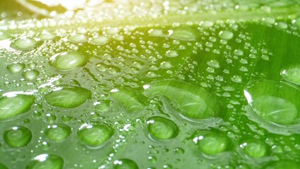 Dive into the microcosm: crystal-clear droplets adorn a lush banana leaf, unveiling a symphony of green hues and intricate textures, a testament to nature's intricate beauty. Green leaf background.
