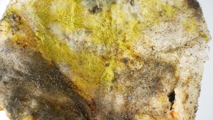 A haunting sight unfolds as the bread's once pristine surface is now a battleground for mold and...