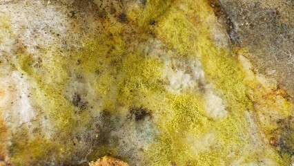 The bread, once a symbol of sustenance, now hosts a vibrant ecosystem of mold and fungus, showcasing a mosaic of dark, yellow, and white patches in a morbid spectacle of decay. Fungus background.
