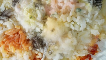Mold-ridden rice: Black, green, and yellow mold speckles dance amidst cooked grains, while fuzzy white fungus claims territory, a dismal sight of culinary ruin. Fungus background.
