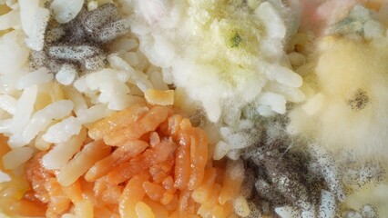 Moldy mess: Rice overrun by a grotesque spectacle of mold. Black, green, and yellow patches sprawl,...