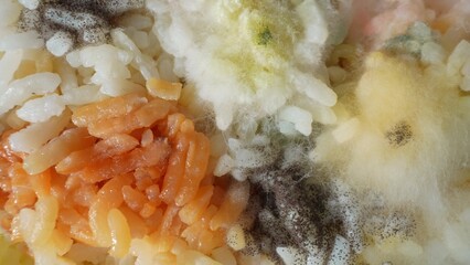 A plate of rice, marred by a grotesque display of mold and fungus. Black tendrils intertwine with...