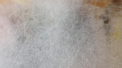 Zoom in on bread, mold manifests as fuzzy, white patches-a visual representation of hyphae...