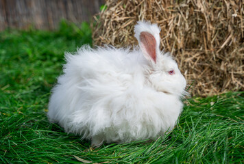 Large sized Angora White rabbit sitting on green grass on a sunny day before Easter