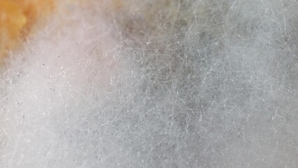 Up close, mold on bread reveals fuzzy, white patches-a testament to fungal growth. These filaments, hyphae, signify the beginning of a colonization process. Fungal background.
