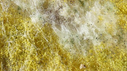 A microscopic battleground unfolds upon the bread's surface. Yellow and white fuzz vie for...