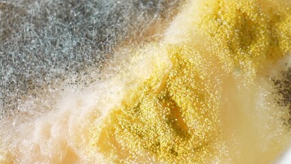 A miniature ecosystem: Yellow spore clusters bloom amidst a network of pale filaments, a testament to the relentless march of fungal life upon the bread's surface. Fungus background.
