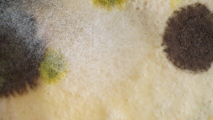 A macro lens reveals a grotesque tapestry of mold and fungus on the bread, its palette ranging from sinister blacks to sickly yellows, each patch a universe of decay. Fungal background.
