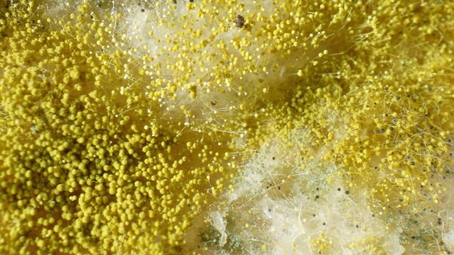 Zoom in, bread reveals its fungal conquest. Yellow and white fuzz sprawl like miniature landscapes, while black specks hint at the inevitable spread of mold colonies. Fungal background.
