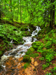 stream in the forest