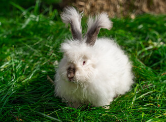 Large sized Angora White with gray rabbit sitting on green grass on a sunny day before Easter