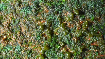 A close-up view of a green moss-covered surface. The texture is dense and lush, with a small, translucent worm-like organism visible in the center.
