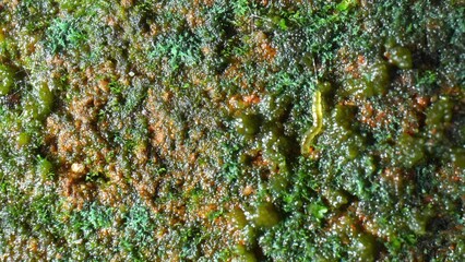 A close-up view of a moss-covered surface with a small worm-like creature. The moss appears green and brown, with tiny, dense, spiky structures.
