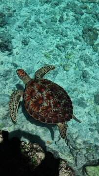 4K vertical: Sea turtles in a natural cave in blue clear water, Indian ocean, Zanzibar, Tanzania