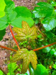 autumn leaves on a tree